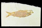 Fossil Fish (Knightia) - Wyoming #148537-1